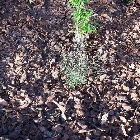 Casinha Do Cedro Шале *