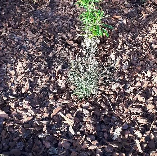 Casinha Do Cedro Chalet *